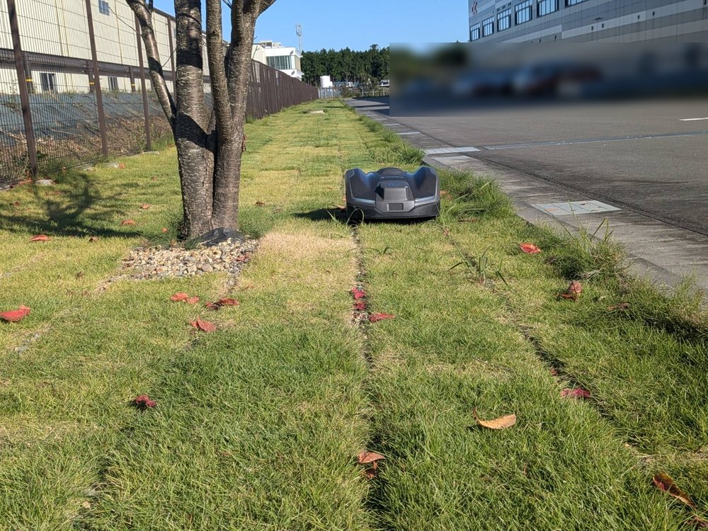 桜の木と縁石の間の狭い芝生を走るロボット芝刈機